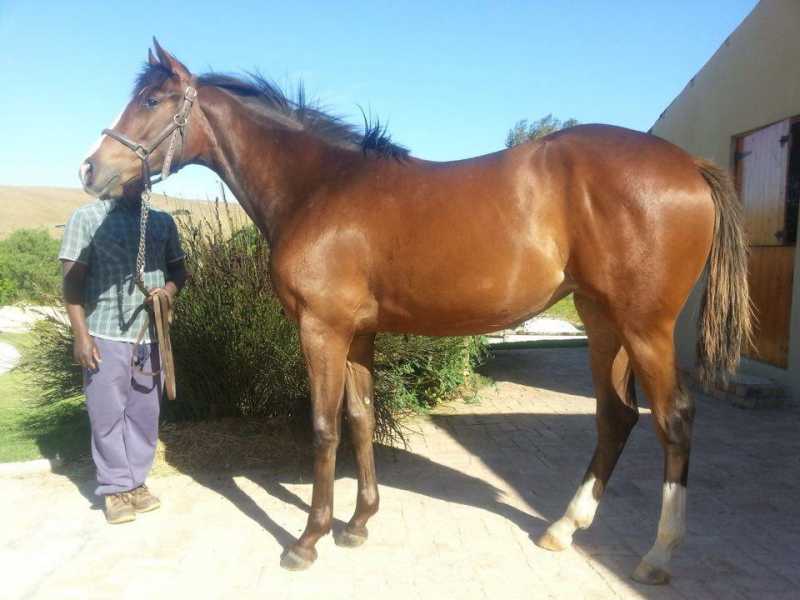 Instante(WesternWinter)xPathforkfilly2014.jpg